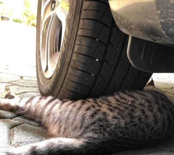 猫咪光天化日碰瓷豪车表情到位演技精湛不给小鱼干就不走