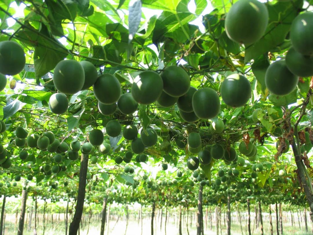 永福县是正宗的罗汉果发源地和主产地,至今已有200多年的种植历史.