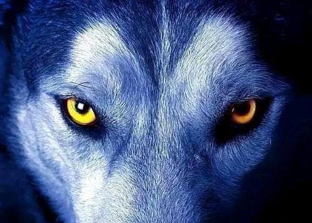 真正内心强大的男人对待失败往往有五种狼性思维注定是人上人