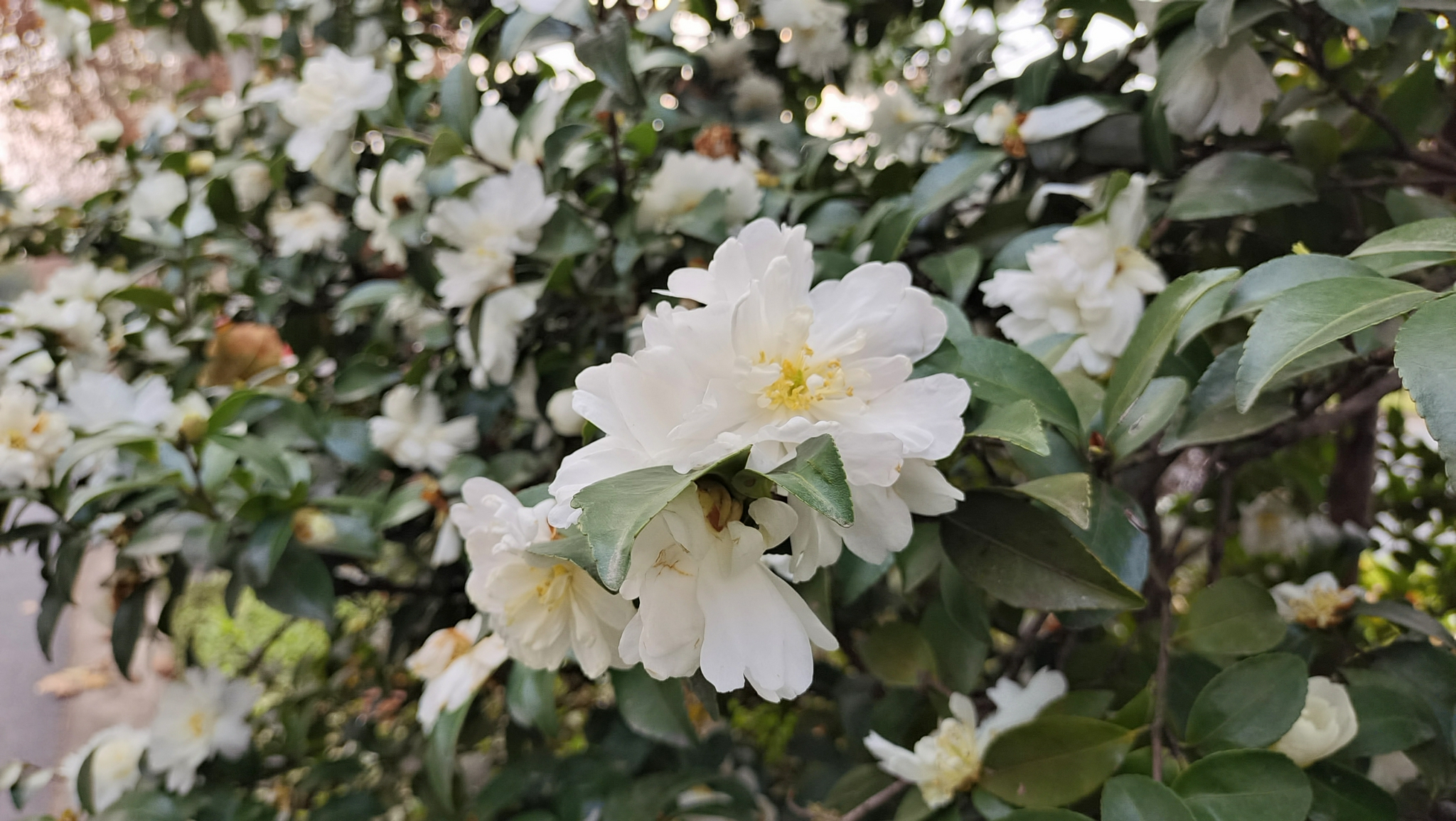 美丽吉安:白色茶梅 花开曼妙多姿_高清图集_新浪网