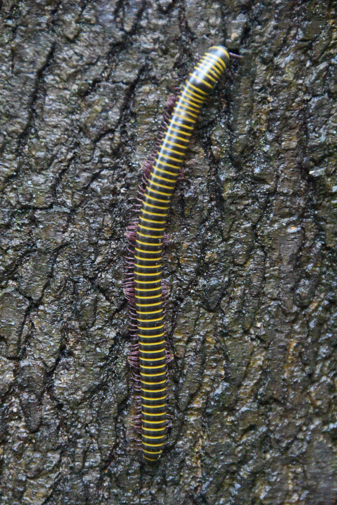 爬山时遇见千足虫马陆,第一次见到那么多脚的虫_高清图集_新浪网