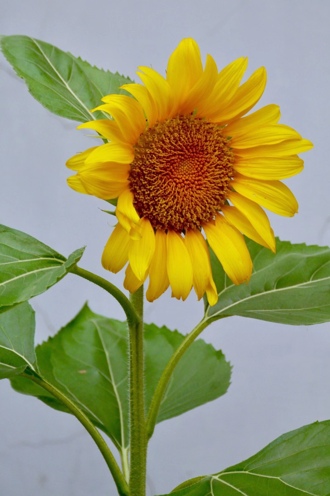 葵花朵朵向阳开