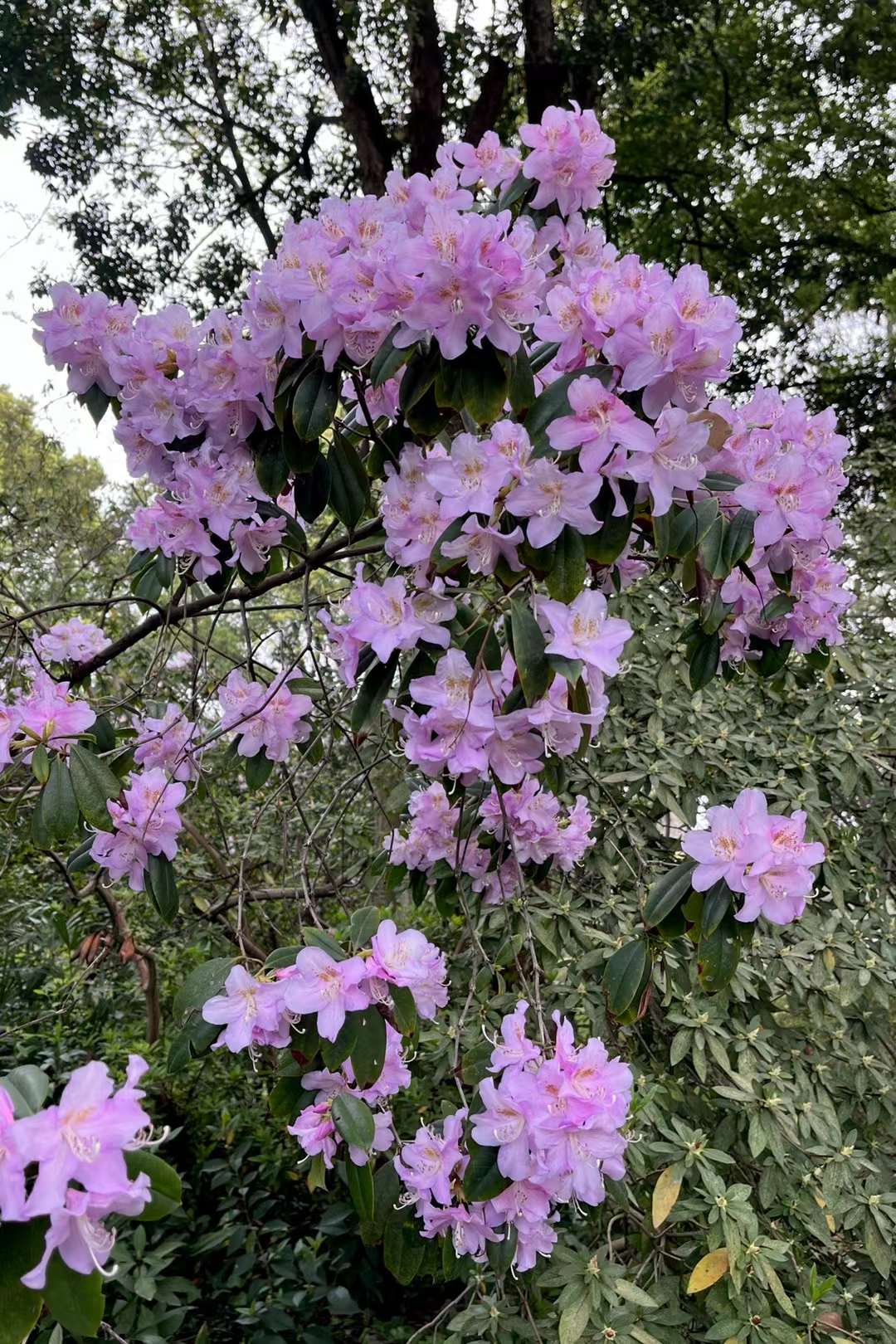 美丽的鹿角杜鹃(中科院武汉植物园杜鹃园)