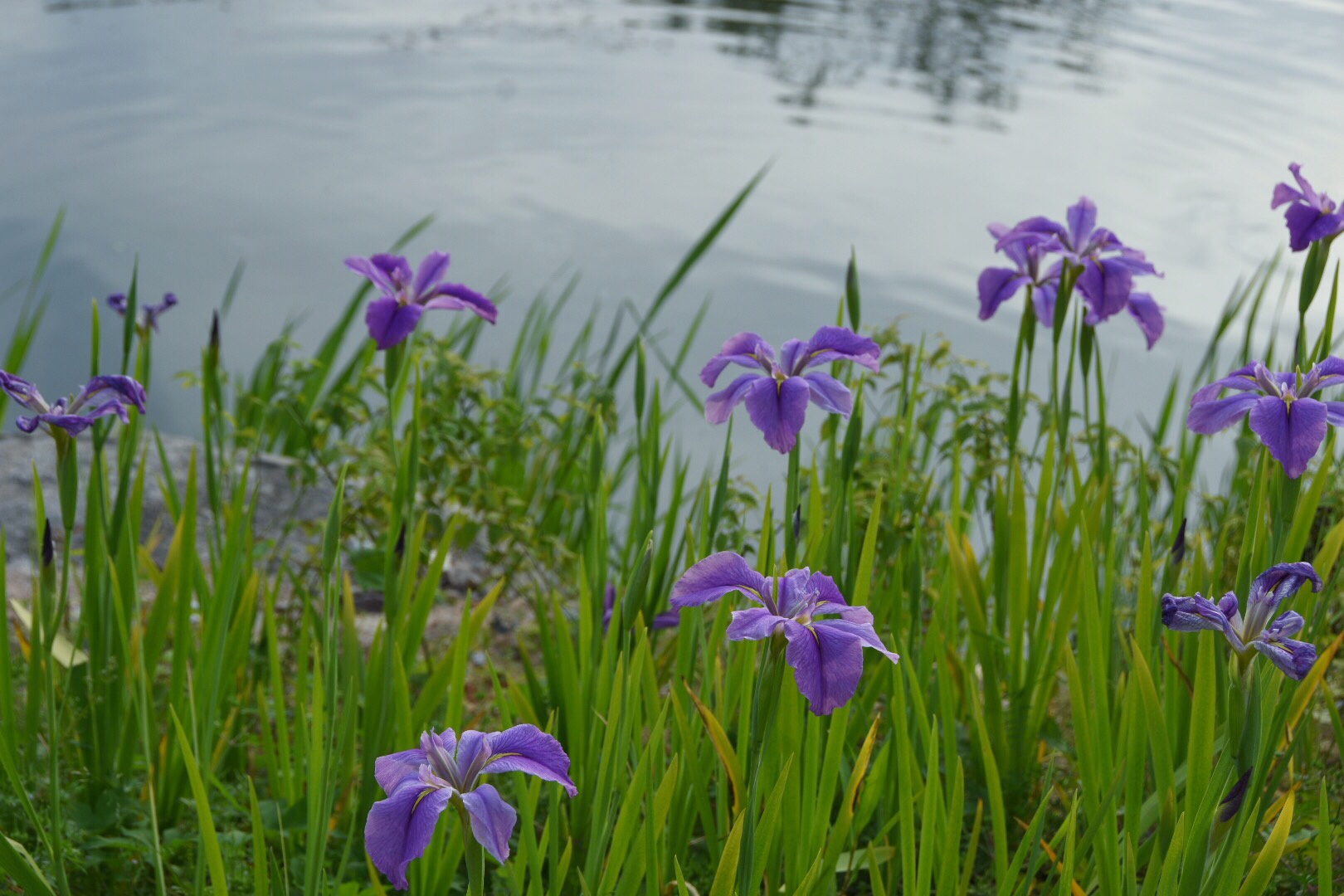 河边紫色鸢尾花