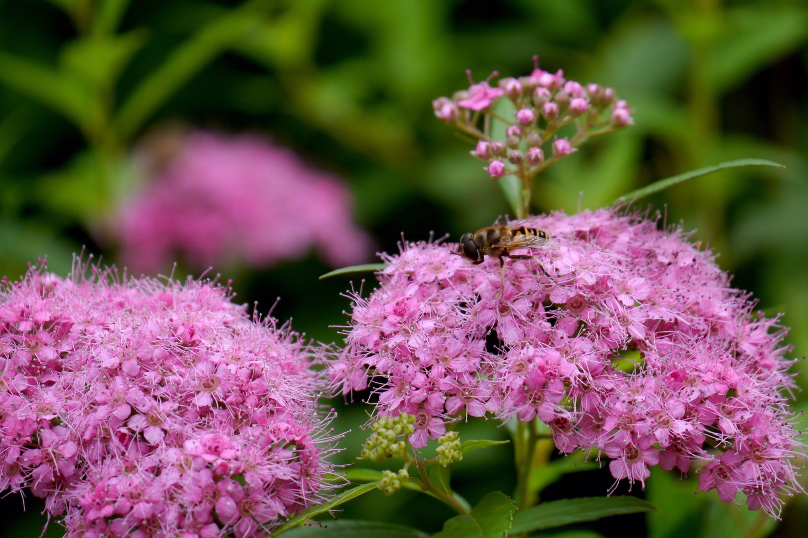 麻叶绣线菊_高清图集_新浪网