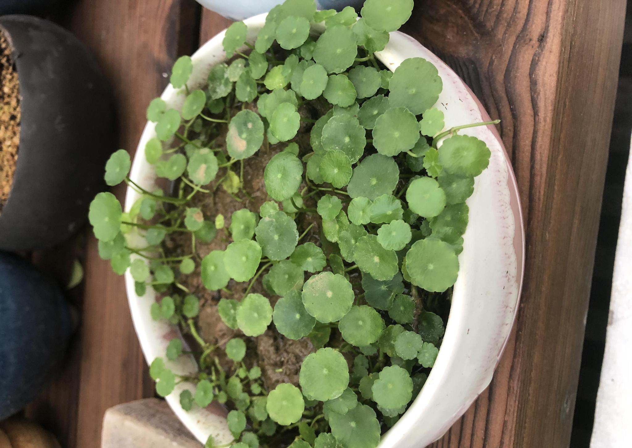 7款耐水淹的花,浇多少水都死不了,用水泡根都没啥事