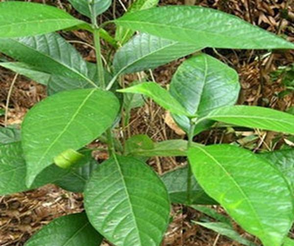 一种野草鬼灯笼,野外遇见别错过,餐桌上美味佳,还是草药的瑰宝