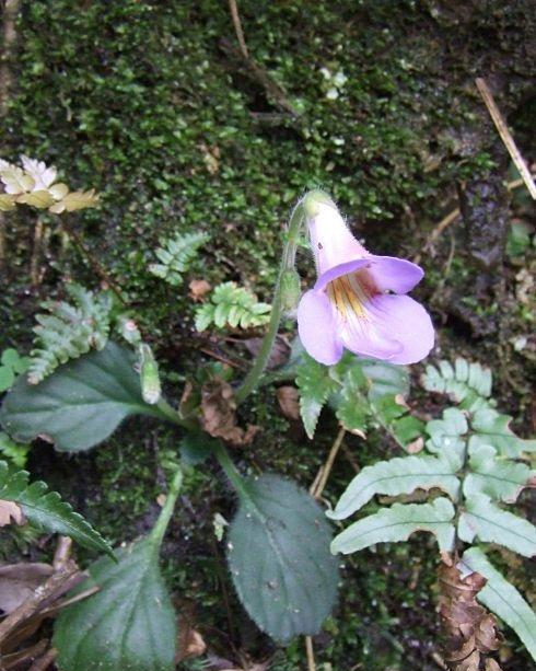 根据《全国野生中草药汇编》的记载:"蚂蝗七,属性寒凉,味道苦涩,具有