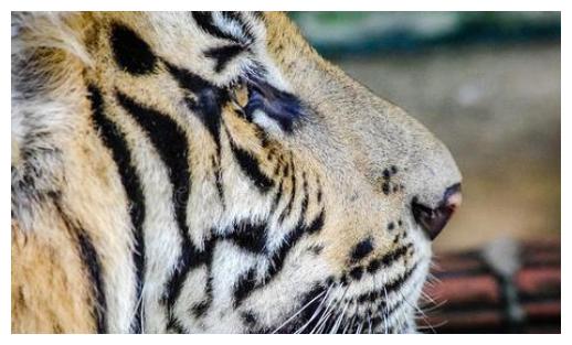 心理测试:三个老虎眼睛,哪一个最凶猛?测谁在觊觎你的成就