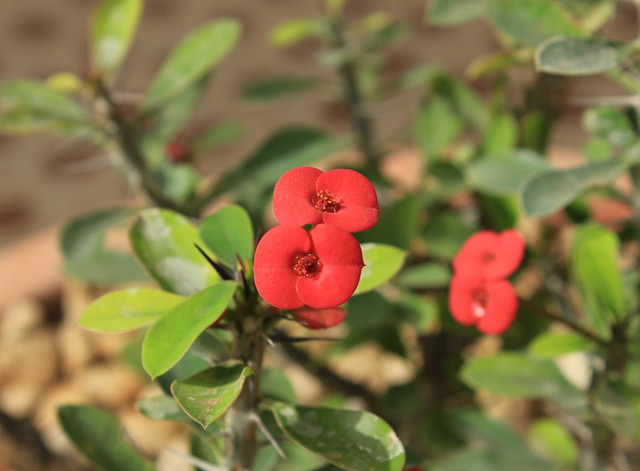 入手一盆"刺"海棠,入冬仍开花!