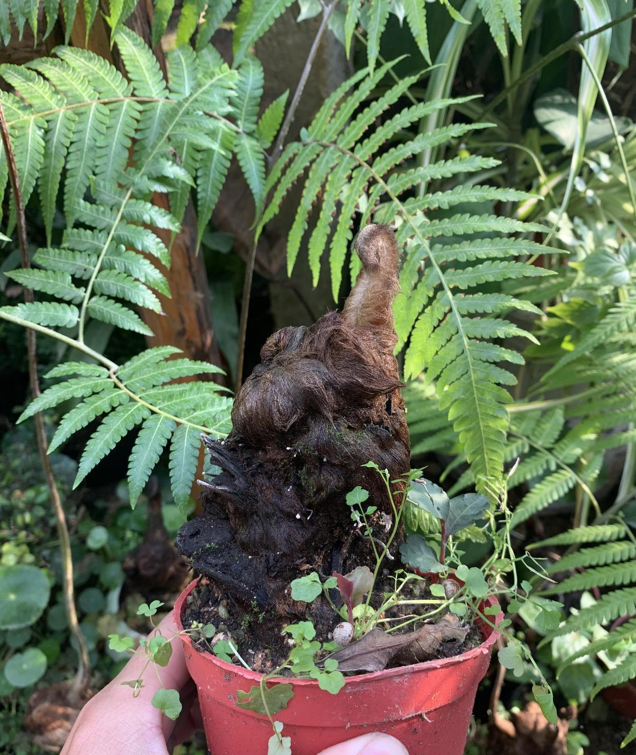 金毛狗蕨类植物,适合做盆景,枝干1米高,摆在客厅有品味__财经头条