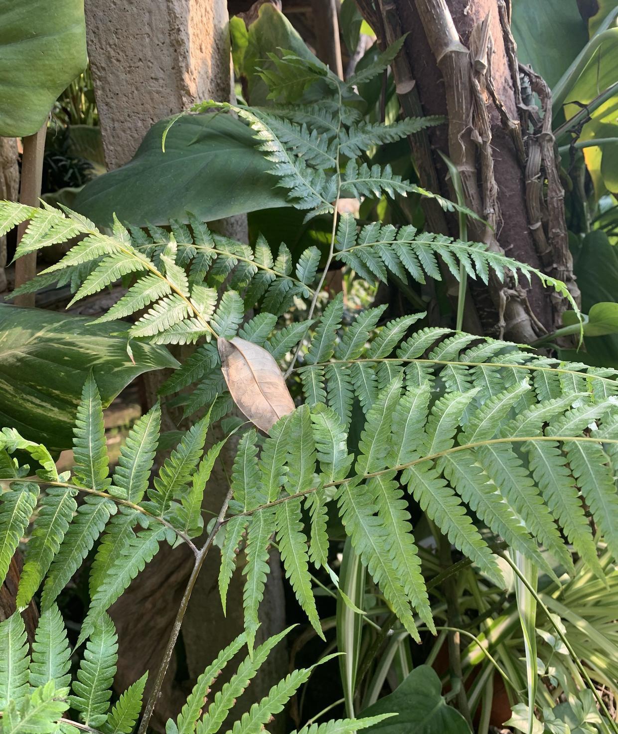 金毛狗蕨类植物,适合做盆景,枝干1米高,摆在客厅有品味__财经头条