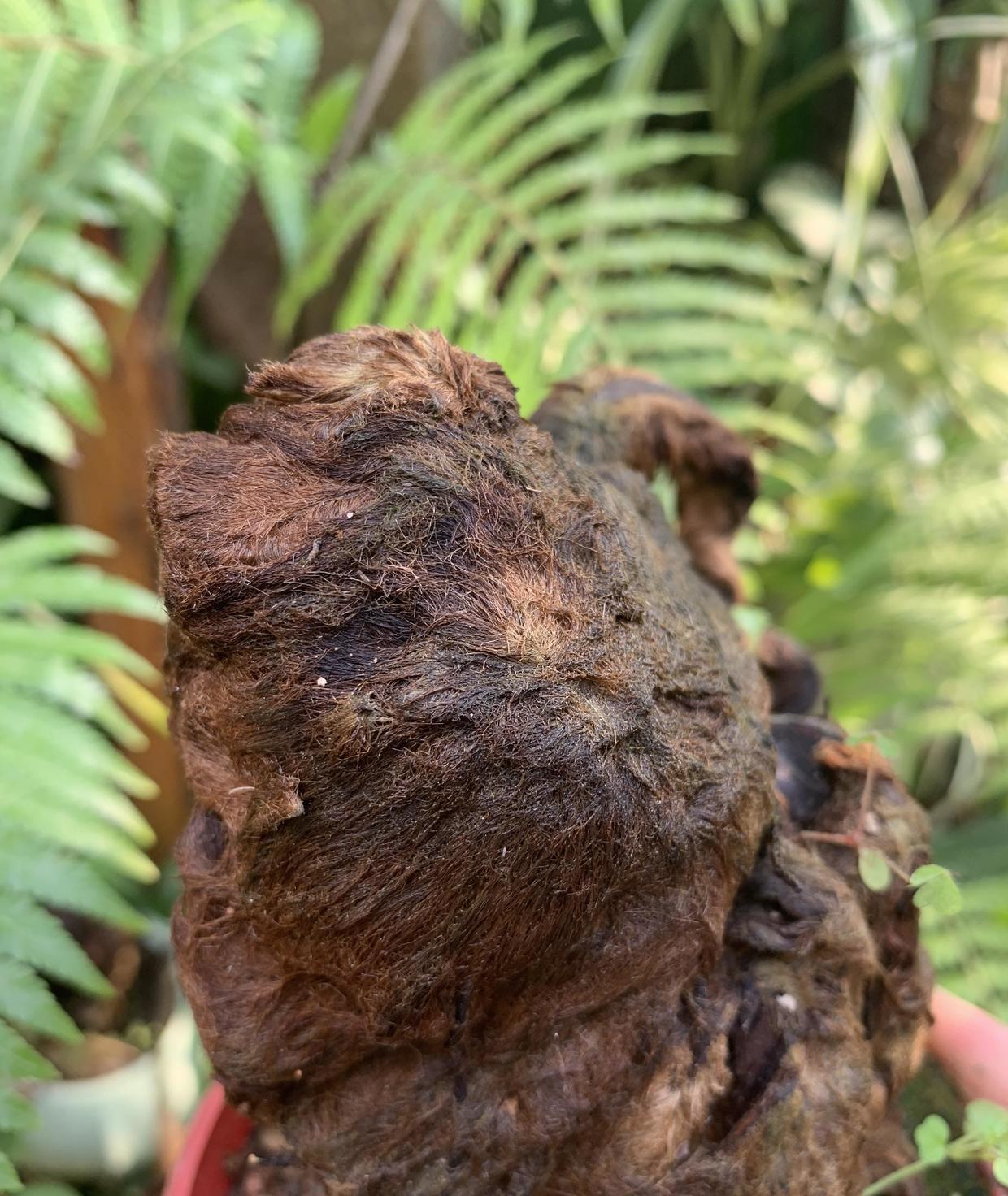 金毛狗蕨类植物,适合做盆景,枝干1米高,摆在客厅有品味_高清图集_新浪