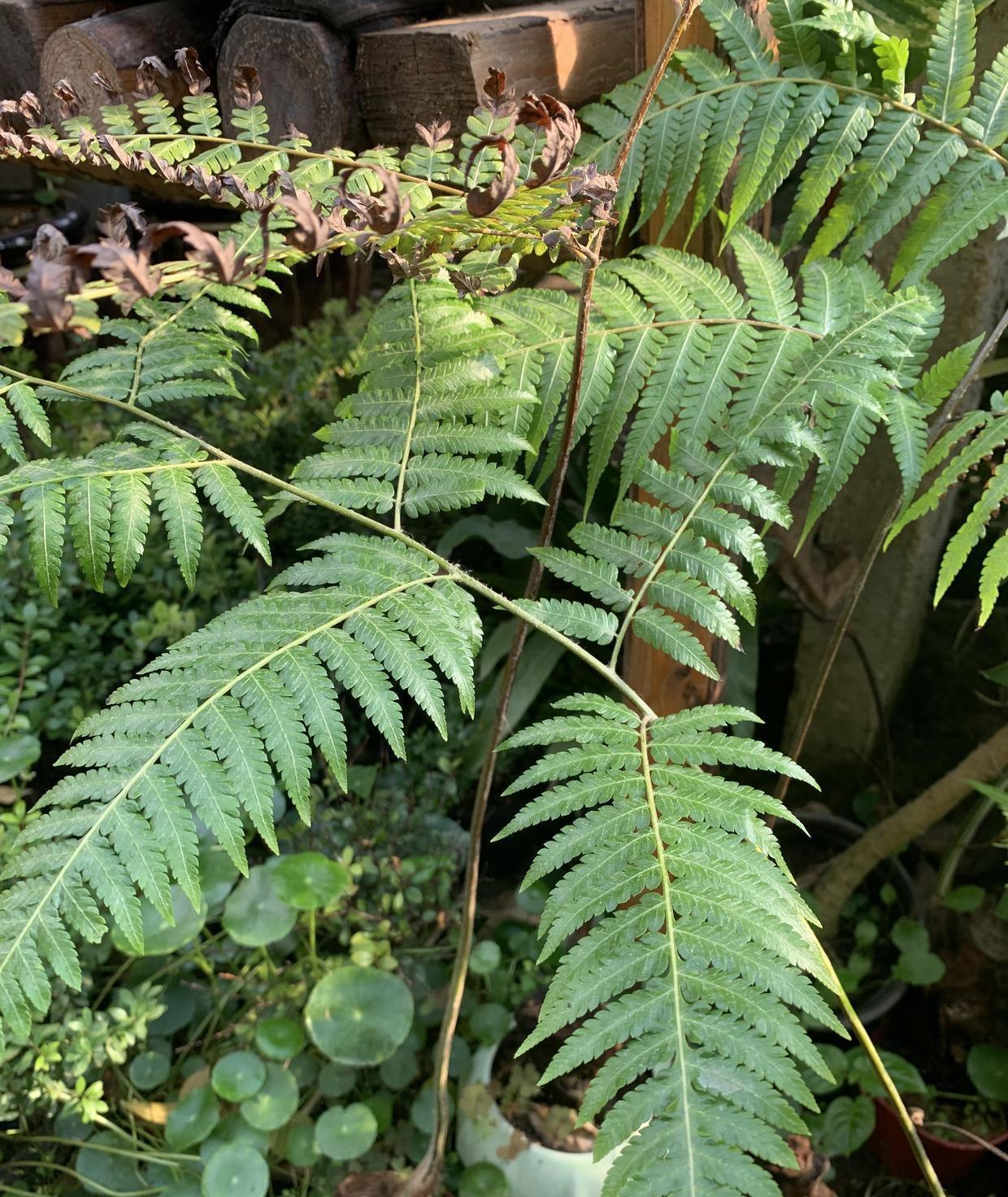 金毛狗蕨十分好养,它的根系很短,只要有水就能活,整棵金毛狗蕨身上被