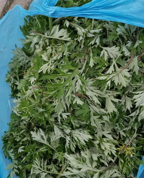 春天里的美食蒿子粑粑今日头条