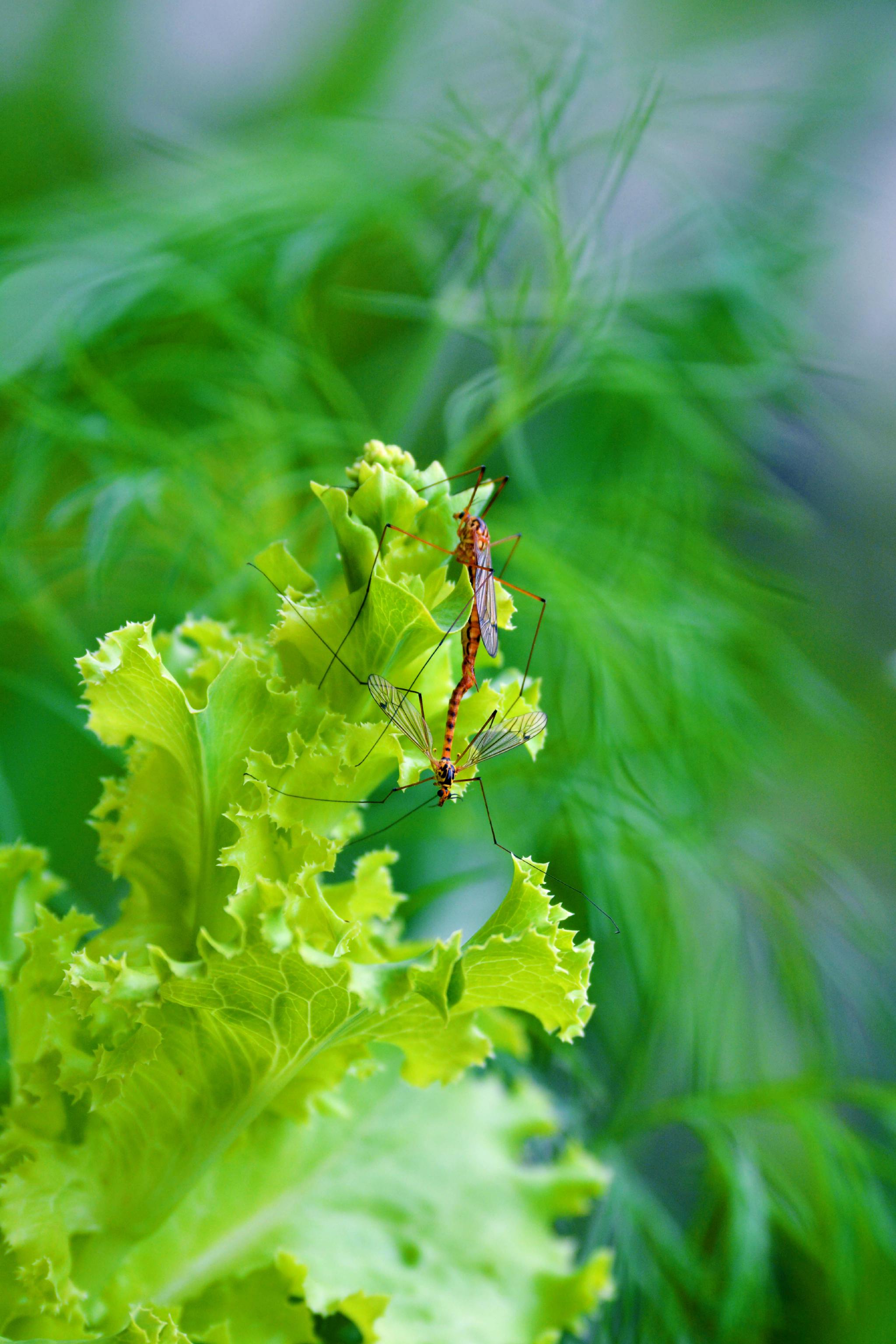 两只长腿昆虫原创拍摄
