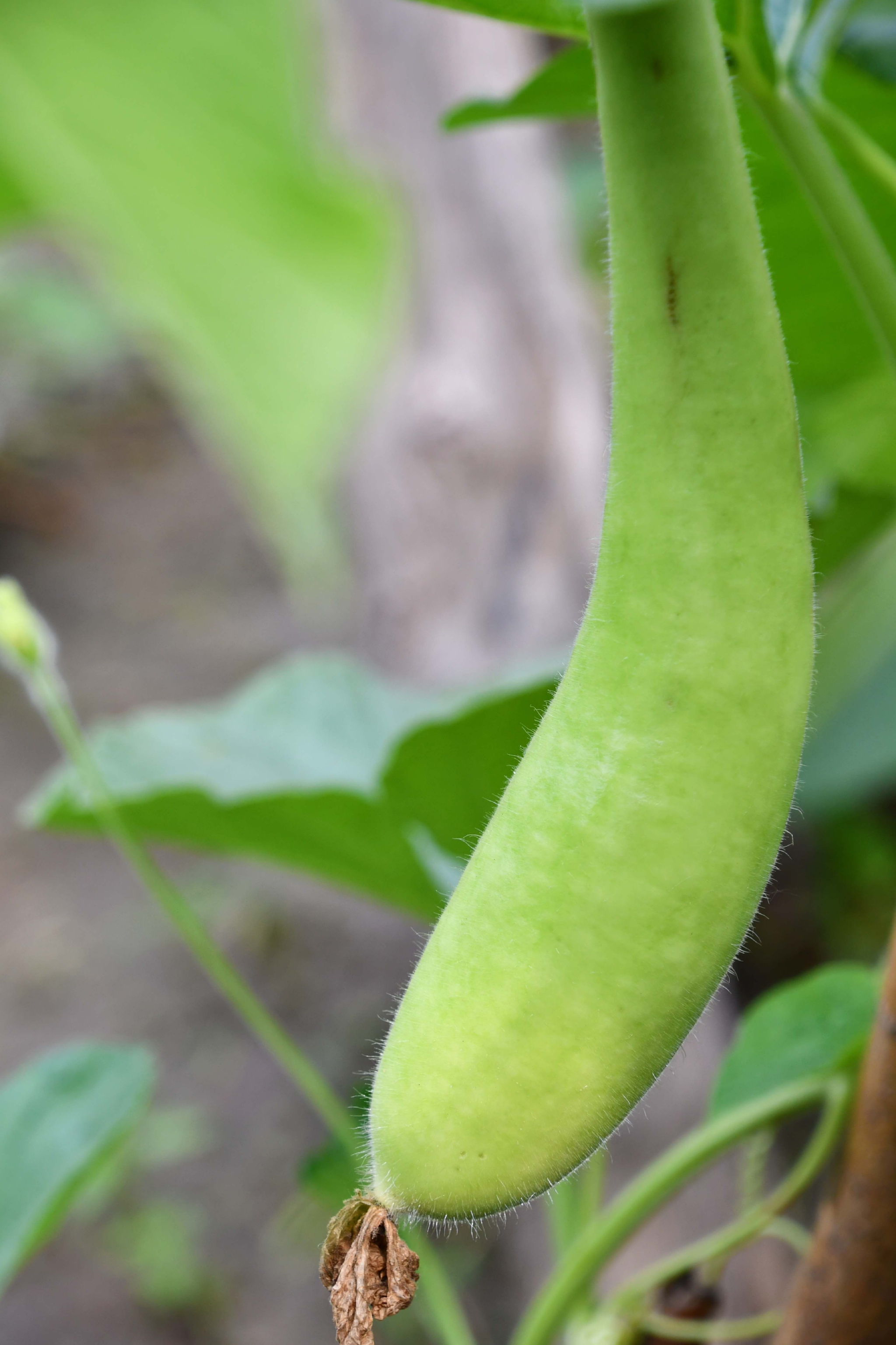 蔬菜瓠子原创拍摄