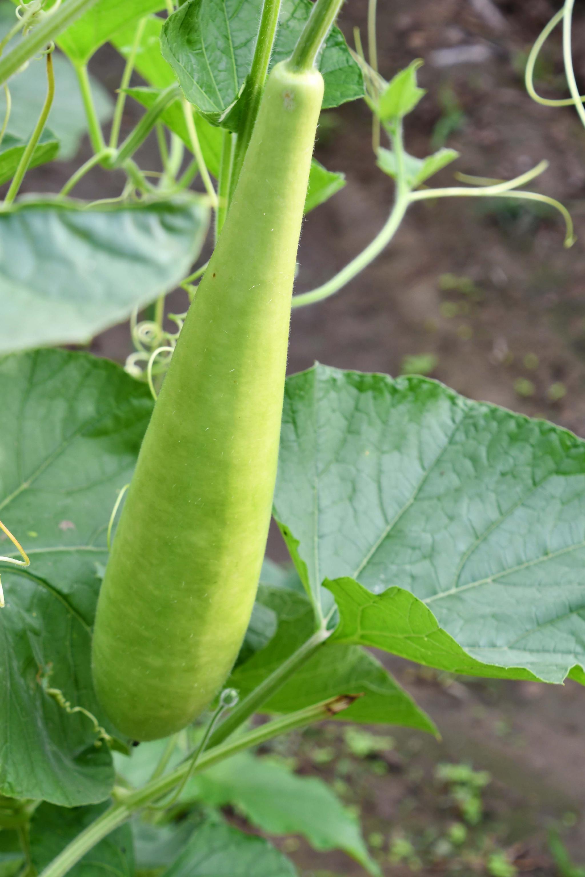 蔬菜瓠子原创拍摄