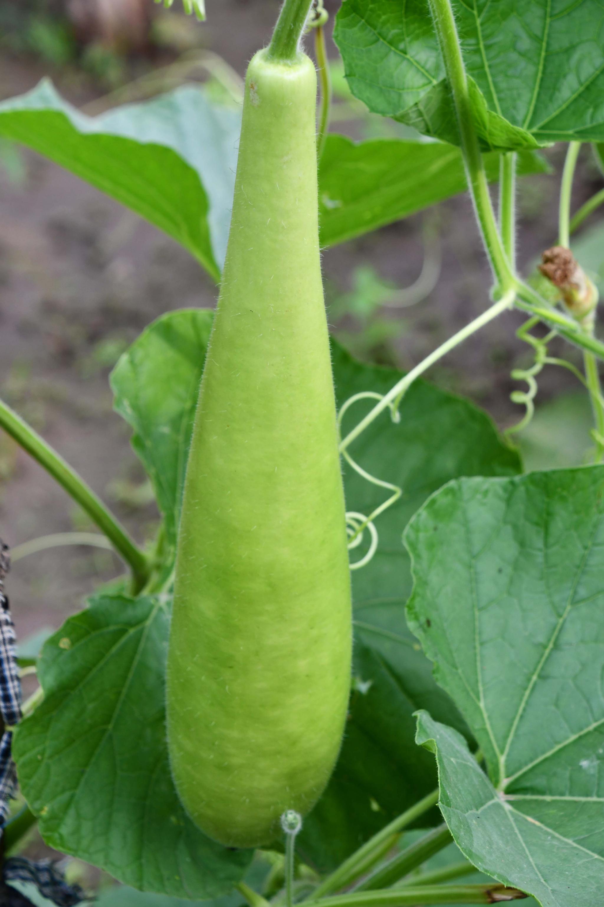 蔬菜瓠子原创拍摄