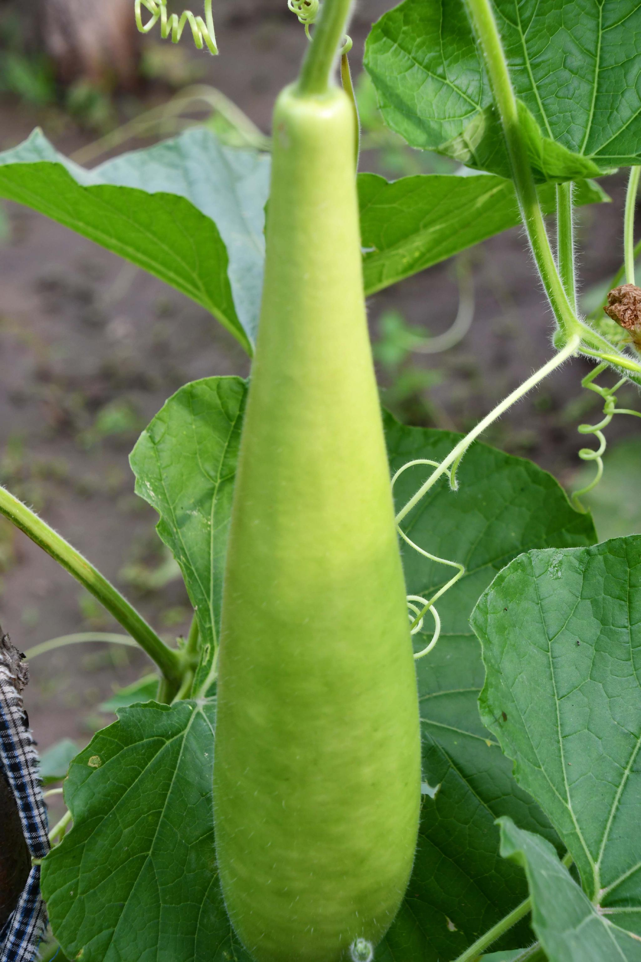 蔬菜瓠子,原创拍摄__财经头条