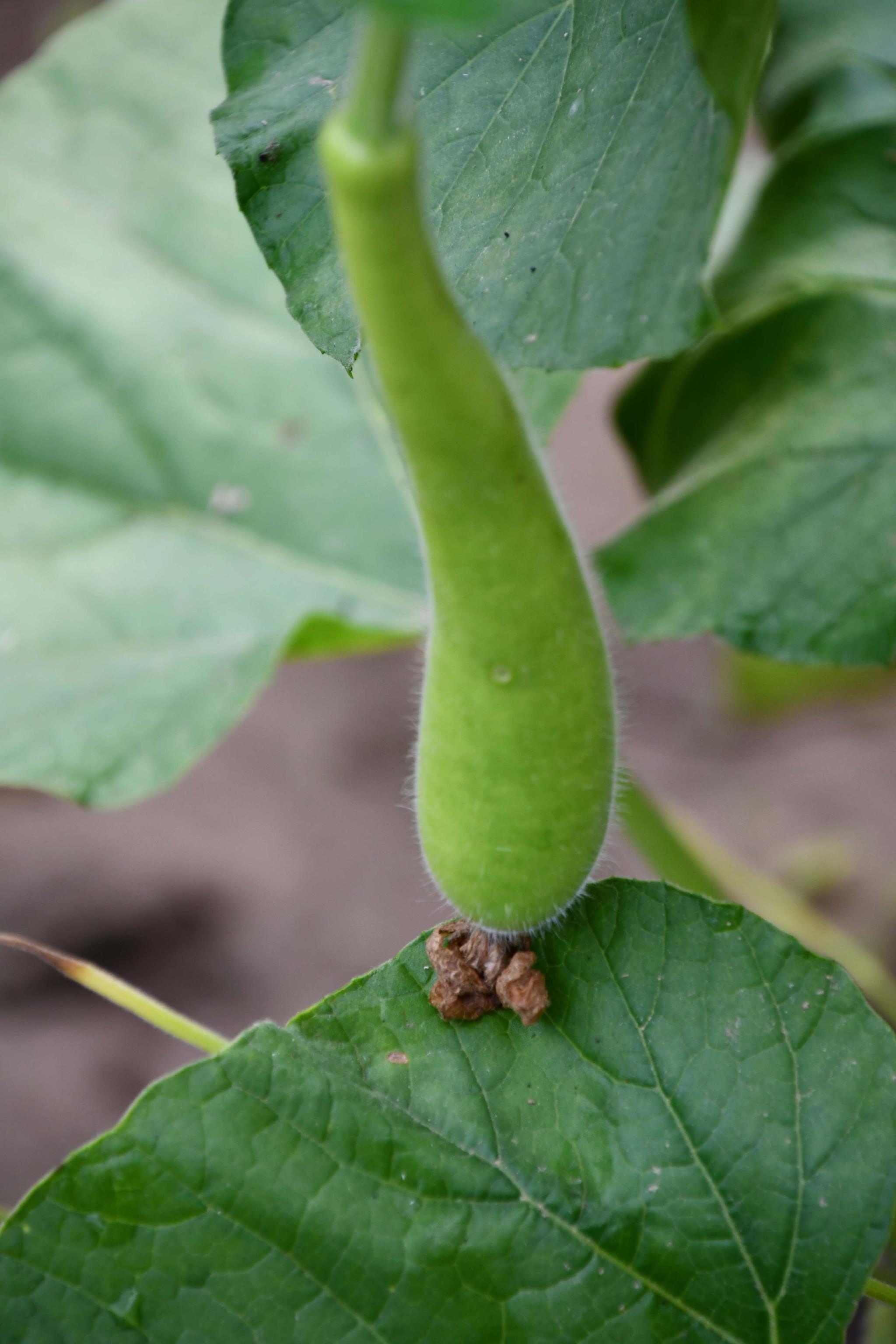 蔬菜瓠子,原创拍摄__财经头条