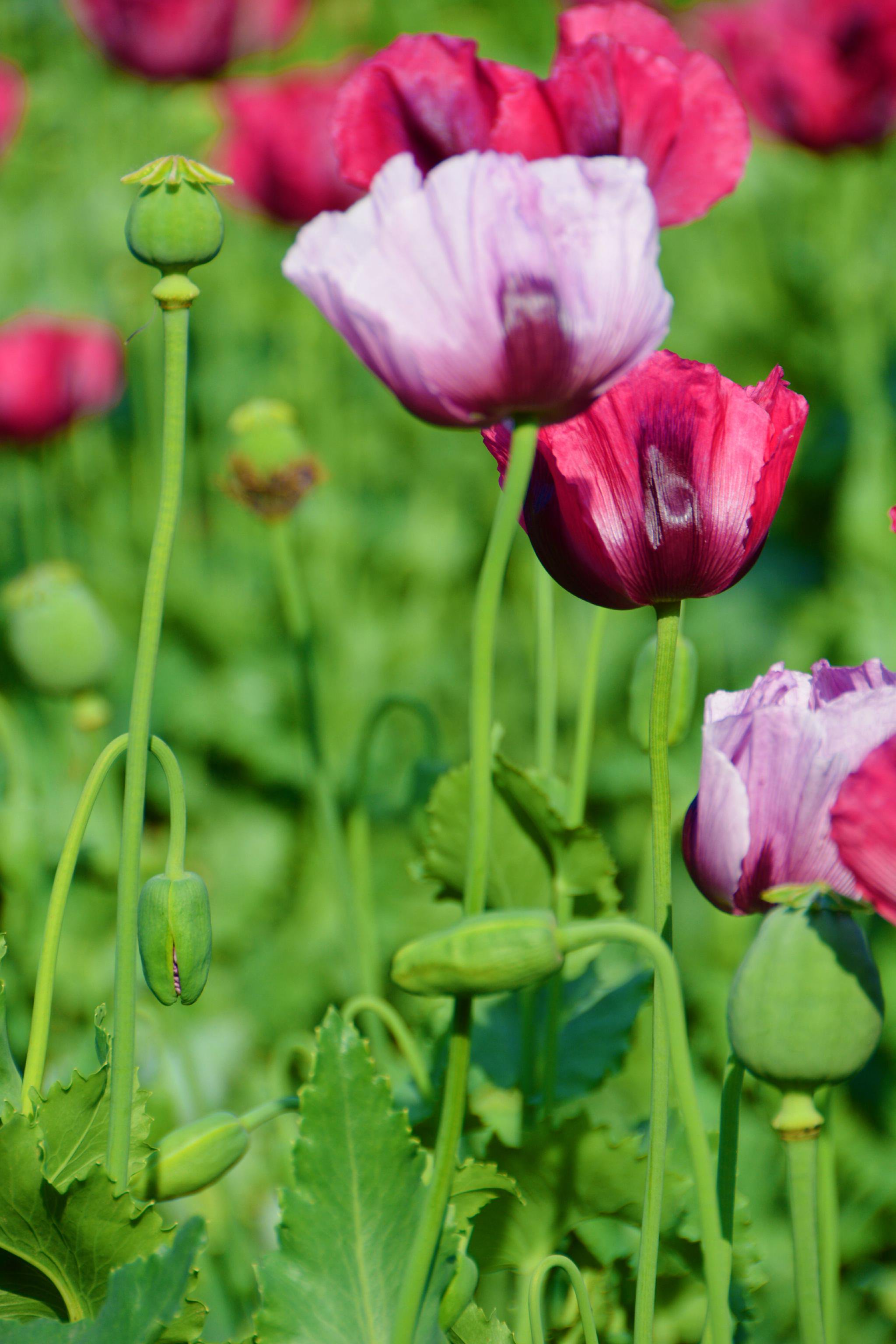 北京国家植物园禁毒展暨罂粟花,原创拍摄