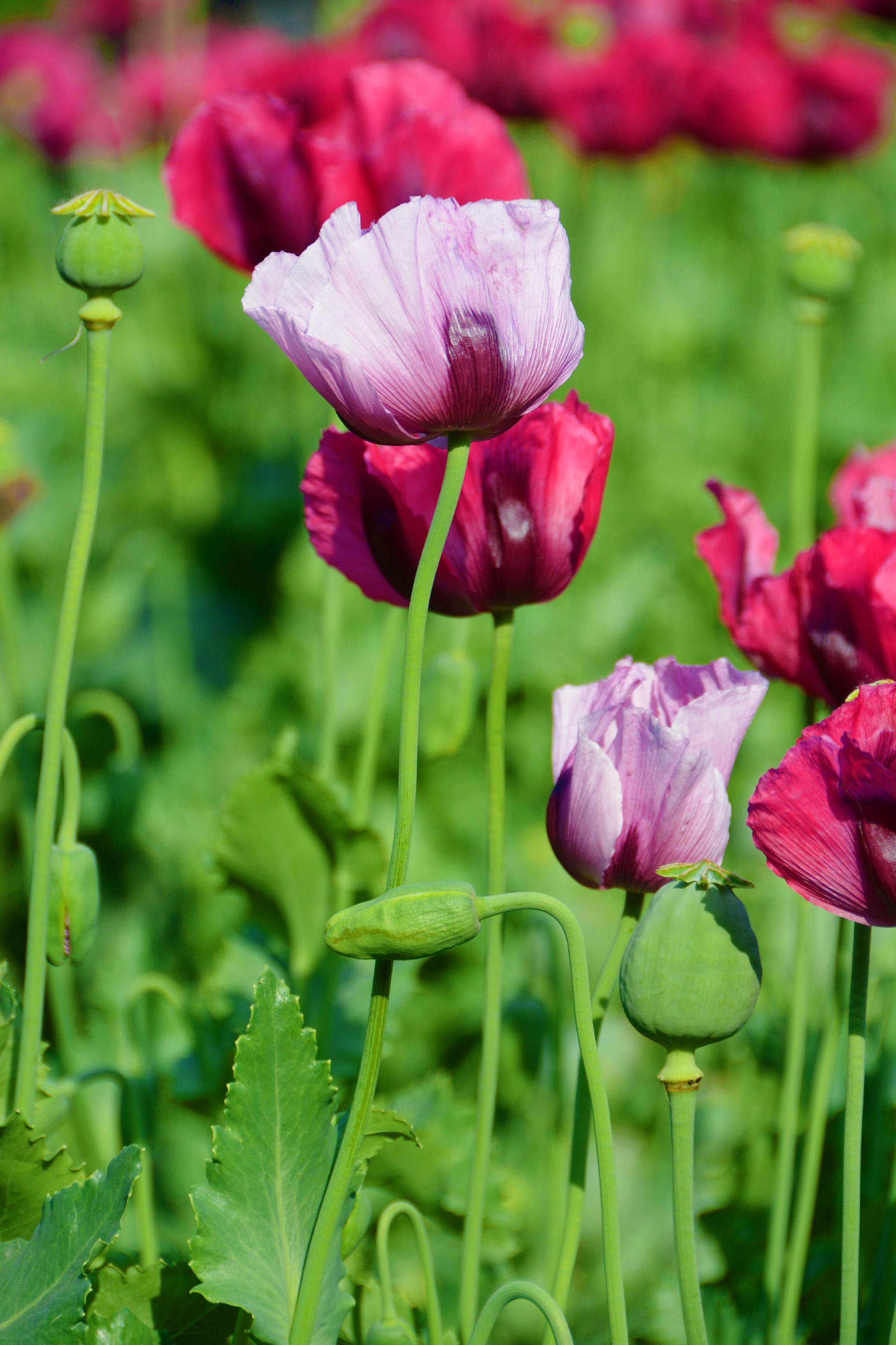 北京国家植物园禁毒展暨罂粟花,原创拍摄