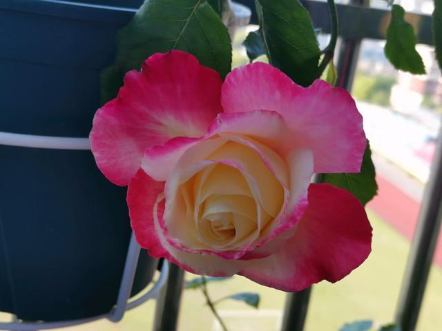 新手养花 不如养盆花中精品 红双喜 滚滚欲动 奇香四溢