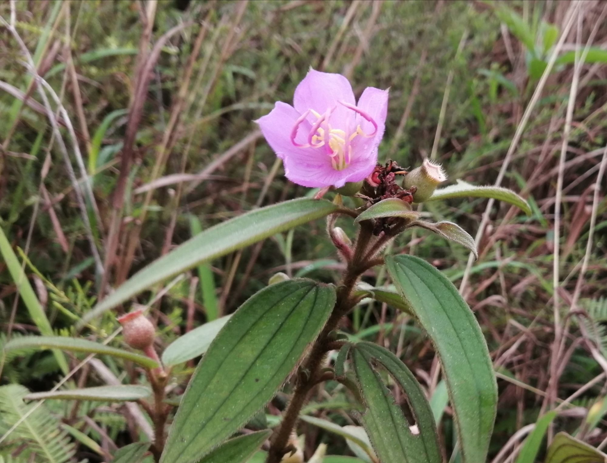 清明时节雨纷纷!你今年去扫墓了吗?山上的野果子你还记得吗?