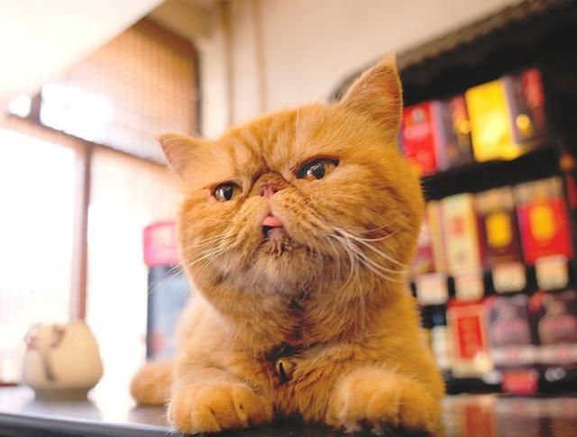 十二星座专属宠物猫,天秤座是布偶猫,巨蟹座是波斯猫!