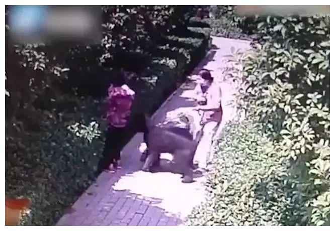 安阳咬人的狗也有一个“咬人”的主人休闲区蓝鸢梦想 - Www.slyday.coM