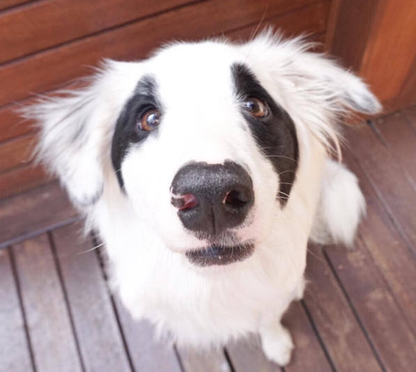 边牧天生一双熊猫眼,外表软萌内心高冷,狗:我比国宝差哪儿了