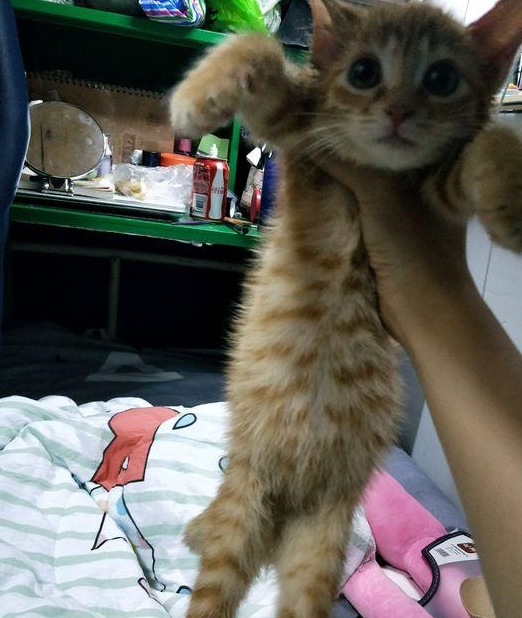 去花鸟市场，买来一只小橘猫，喂养一个月后，我们的噩梦就开始了