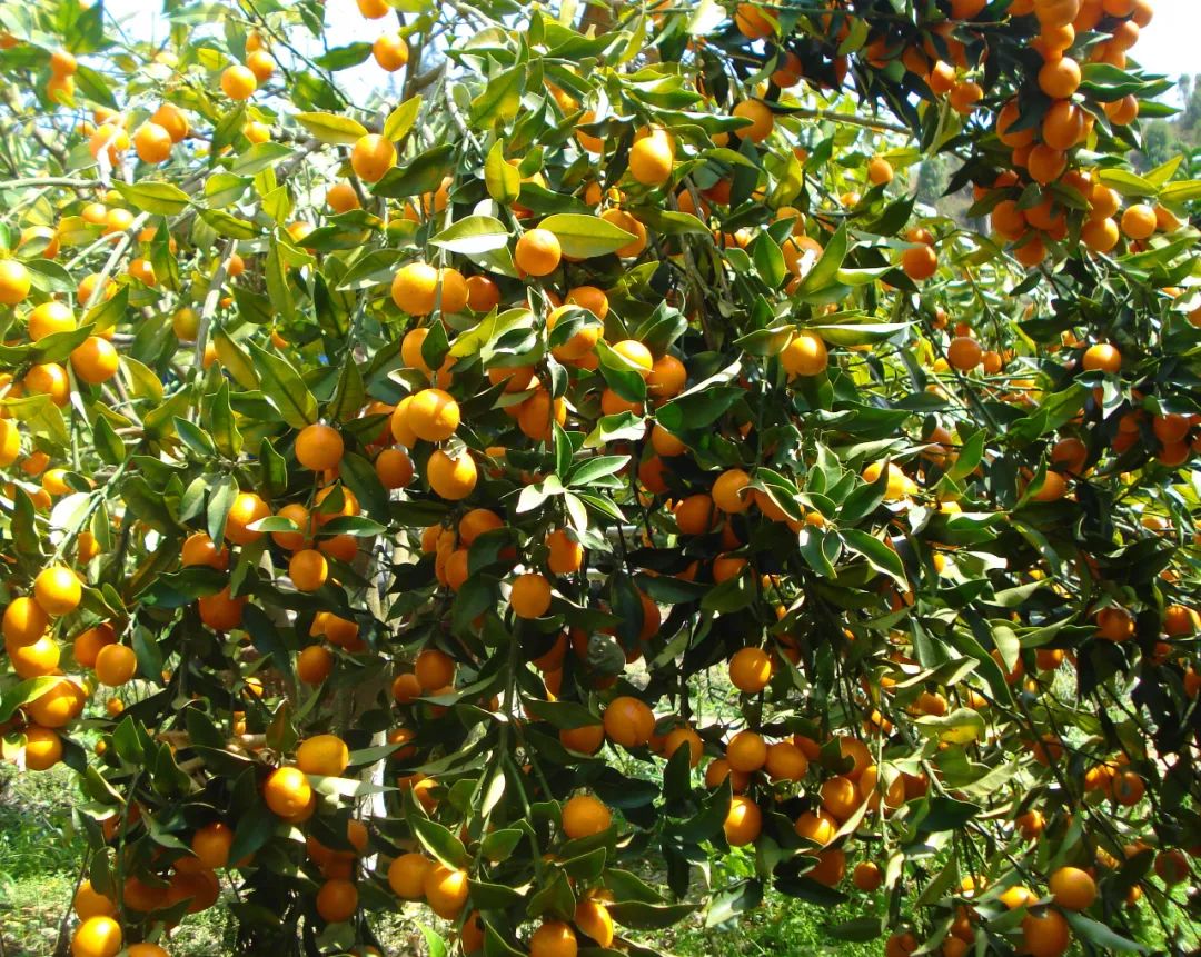小金桔点亮致富梦 - 广西融安脆蜜金桔 - 实验室设备网