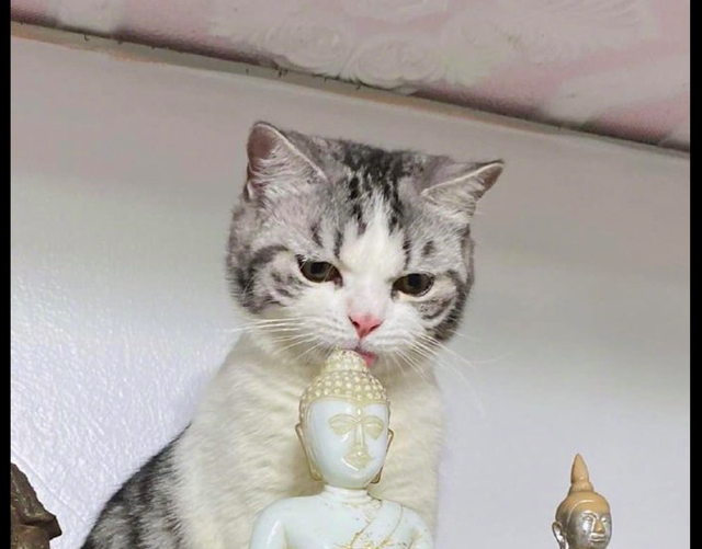 主人平时拜佛的佛像，猫咪竟跳上去舔人家的头，猫：我在给它开光