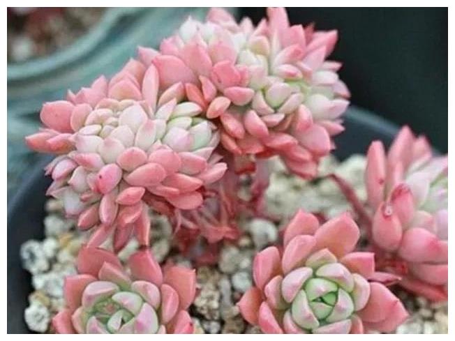 冬天温室养多肉学会3控1多 肉肉叶片肥厚又容易出状态