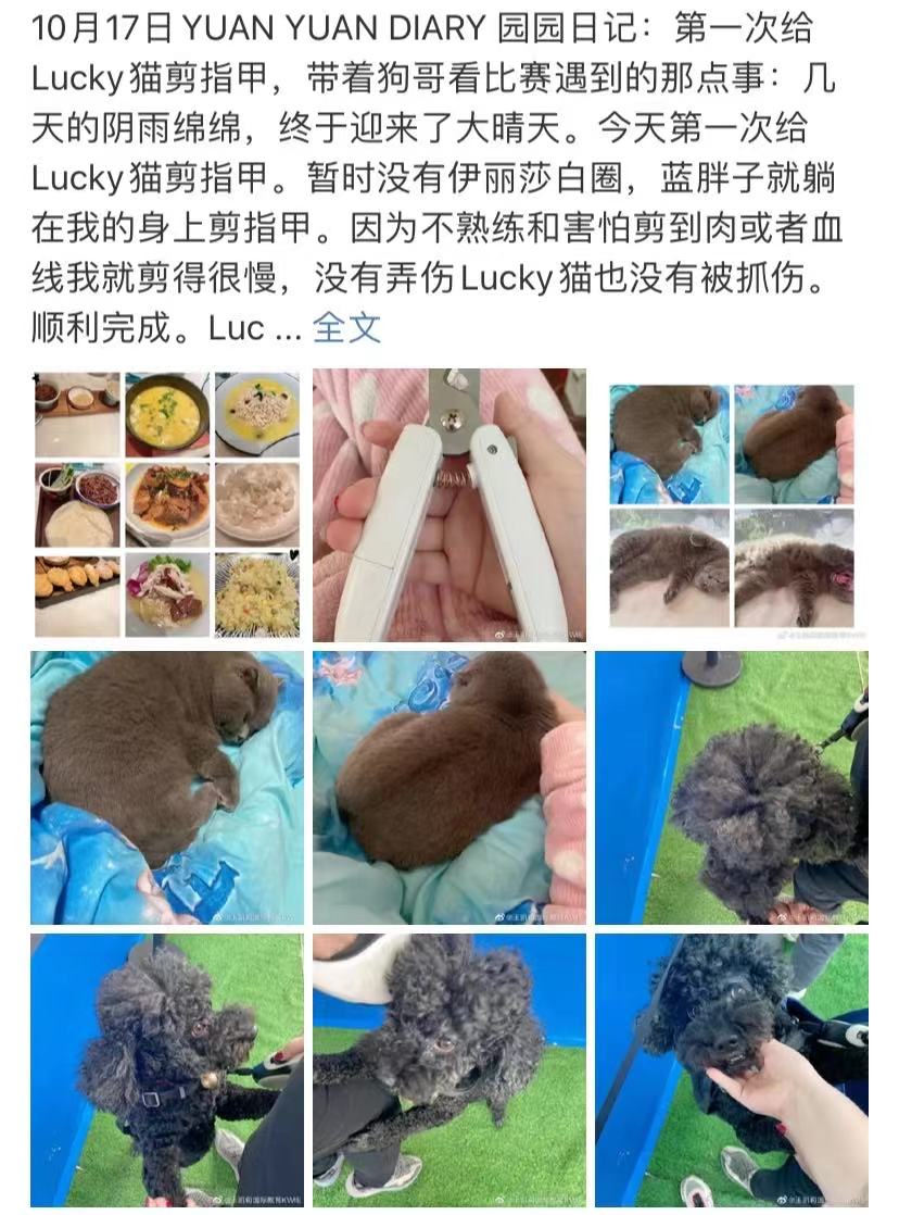 10.17园园日记:第一次给猫剪指甲,带着狗哥看比赛遇到的那点事休闲区蓝鸢梦想 - Www.slyday.coM 10.17园园日记:第一次给猫剪指甲,带着狗哥看比赛遇到的那点事休闲区蓝鸢梦想 - Www.slyday.coM