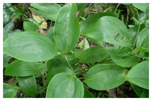 金丝草,苧麻,香椿芽,刺老芽,绞股蓝等,这些都是农村山上常见的野生