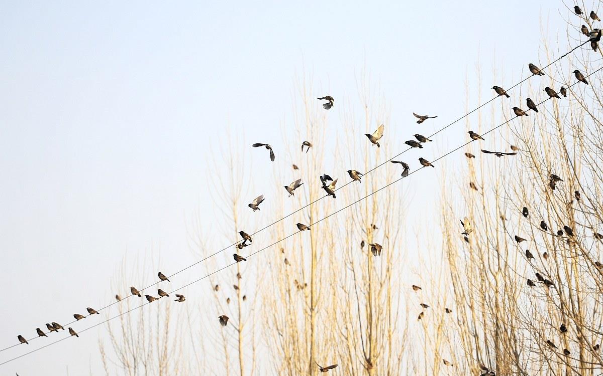 太震撼!扬州秋天上演"万鸟归林"
