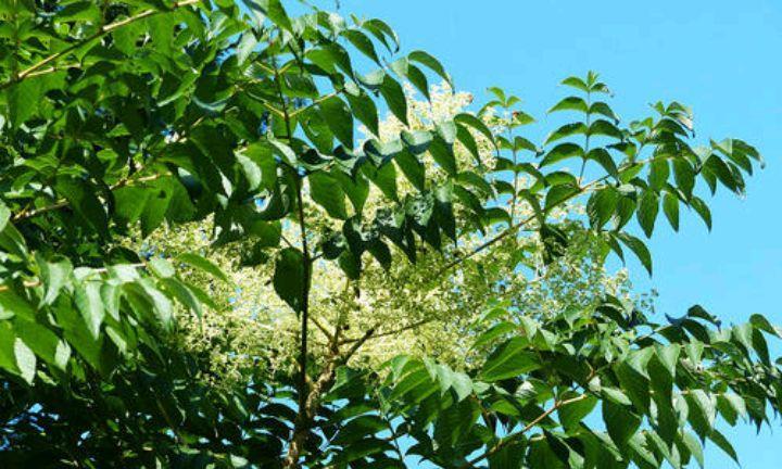 楤木是一种什么样植物,有何用途|植物|用途|卵形_新浪新闻