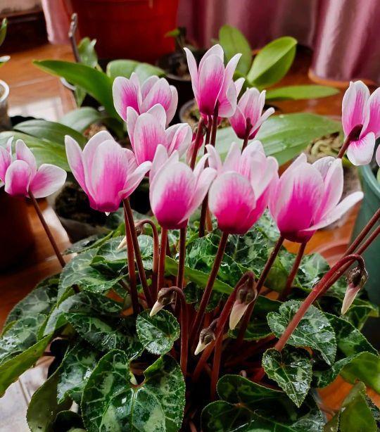 仙客来栀子花叶子发黄 苹果梨树叶病怎么防治