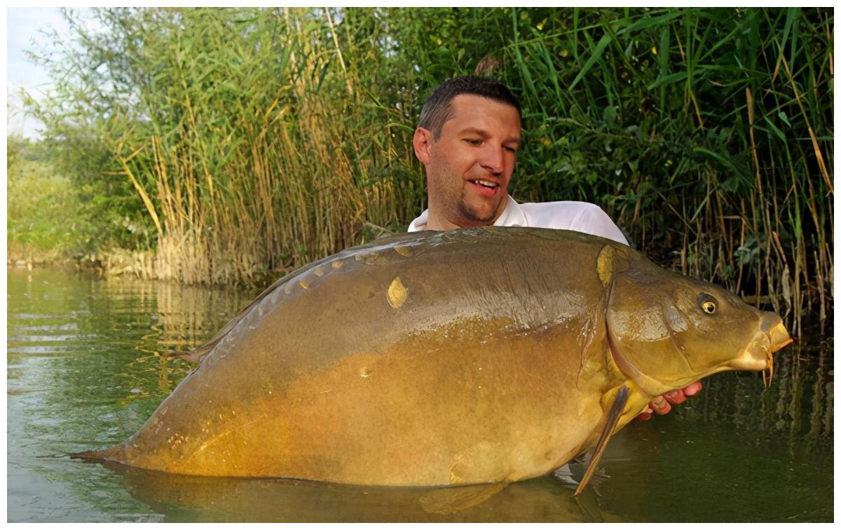 曾经的淡水鱼王因为名字不好被剔除四大家鱼如今不受待见