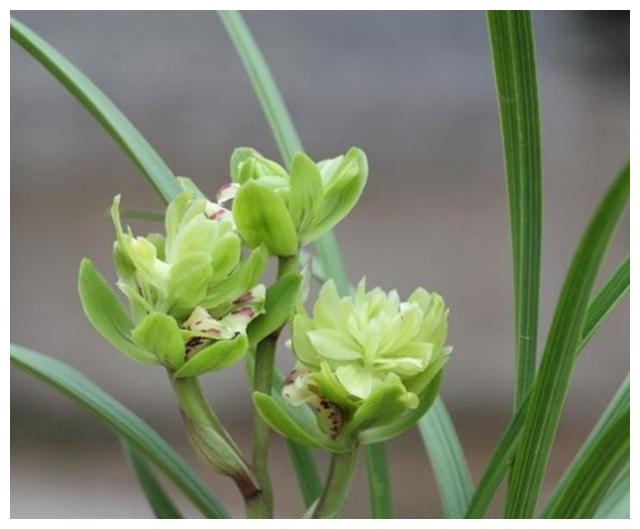 春兰奇花最美,怎样判断春兰是不是奇花?如何养护它?