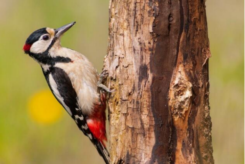 全球的啄木鸟品种约有200种,它们以天牛,蝗虫,吉丁虫,透翅蛾等害虫为