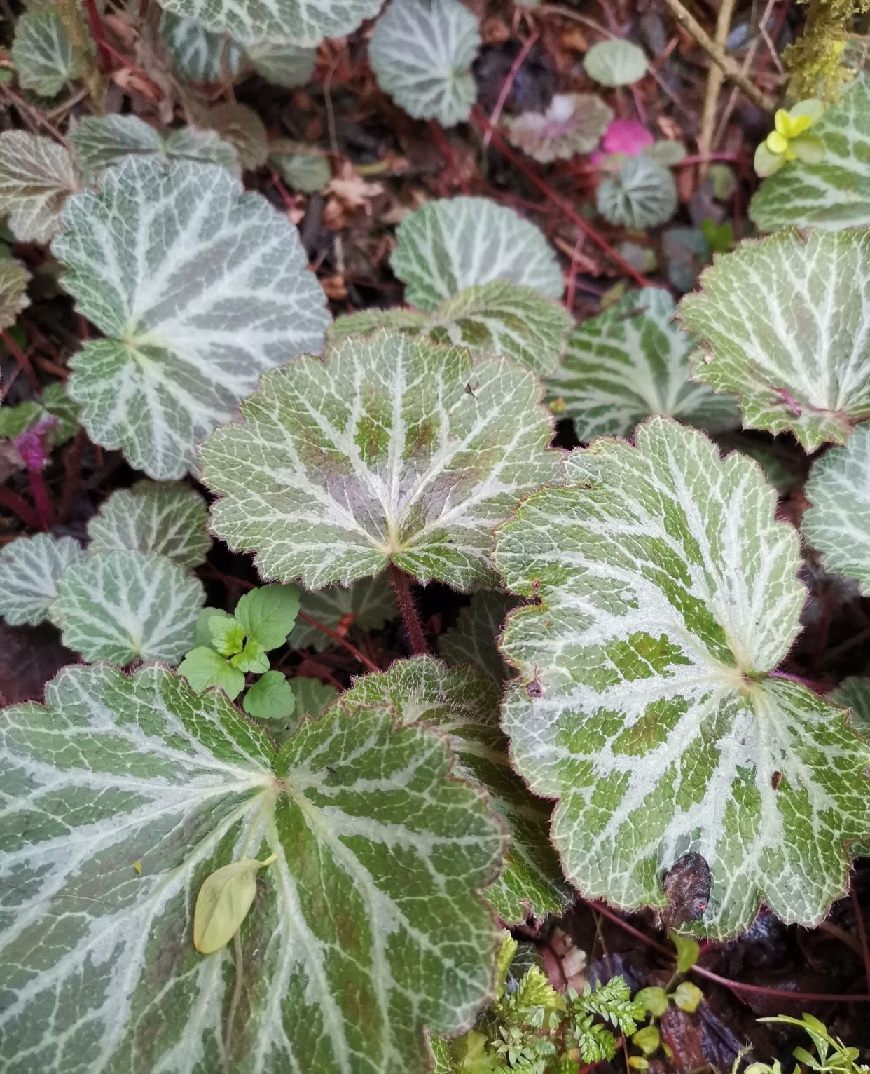 峨眉山野生药材系列——虎耳草_高清图集_新浪网