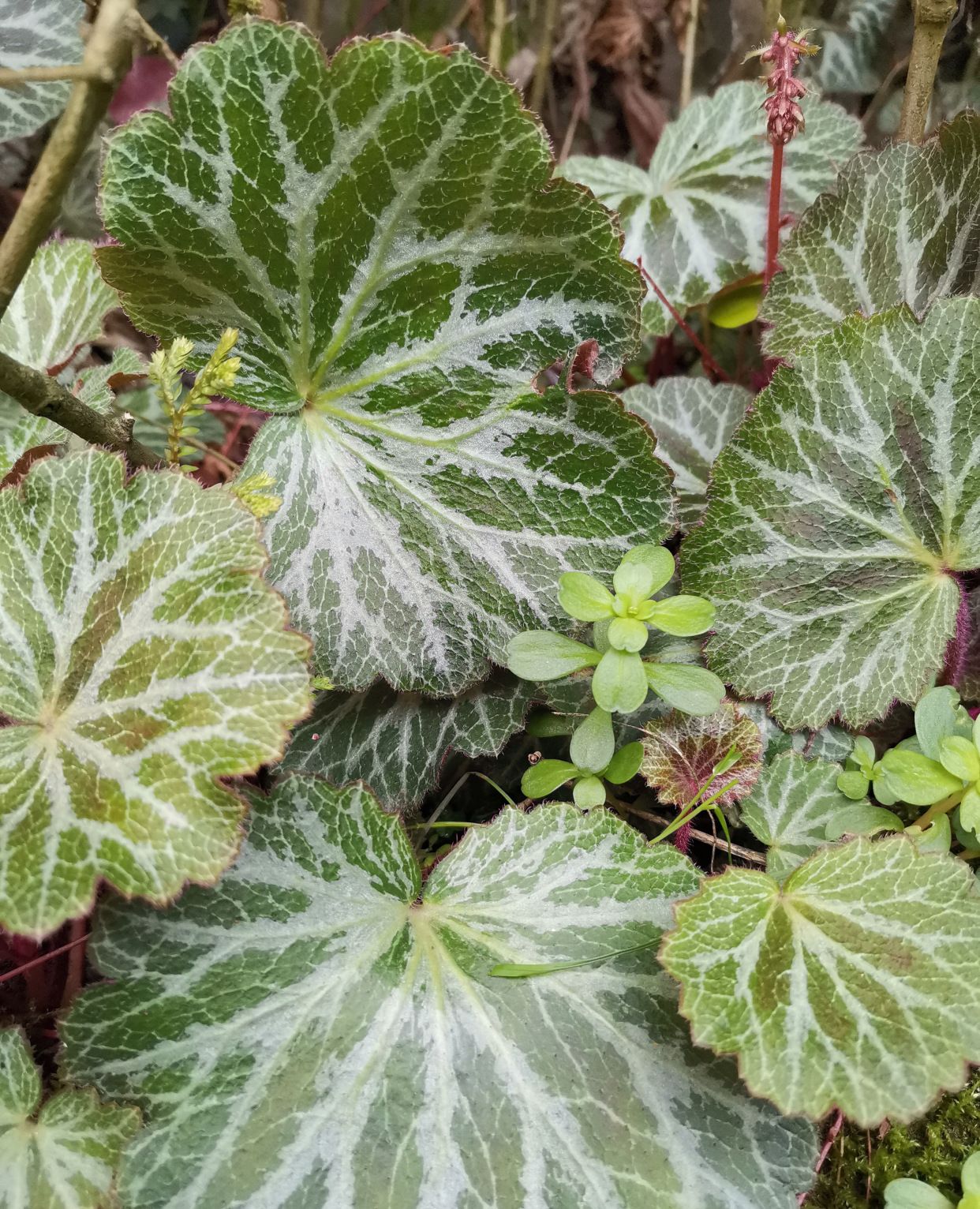 峨眉山野生药材系列——虎耳草_高清图集_新浪网