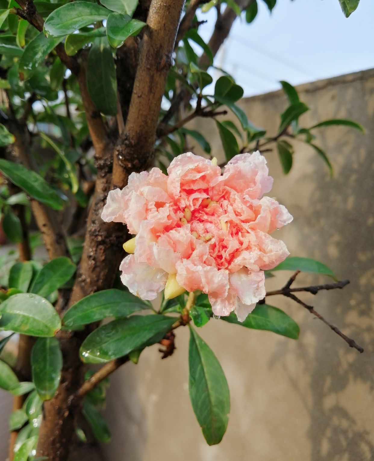 花开重楼,原来玛瑙石榴花是上下两层的啊_高清图集_新浪网