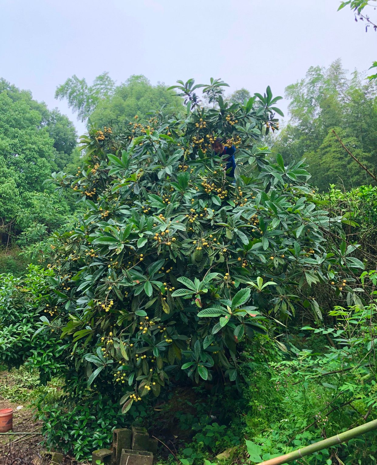 1 / 4 树上摘枇杷