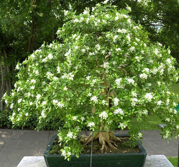 九里香耐寒,耐阴,冬天冻不死,零下18度都能长得枝叶繁茂,生长过程中