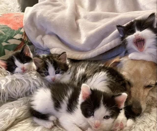 4只小猫失去妈妈“大哭”，狗狗见状主动当妈，一家5口可温暖了休闲区蓝鸢梦想 - Www.slyday.coM